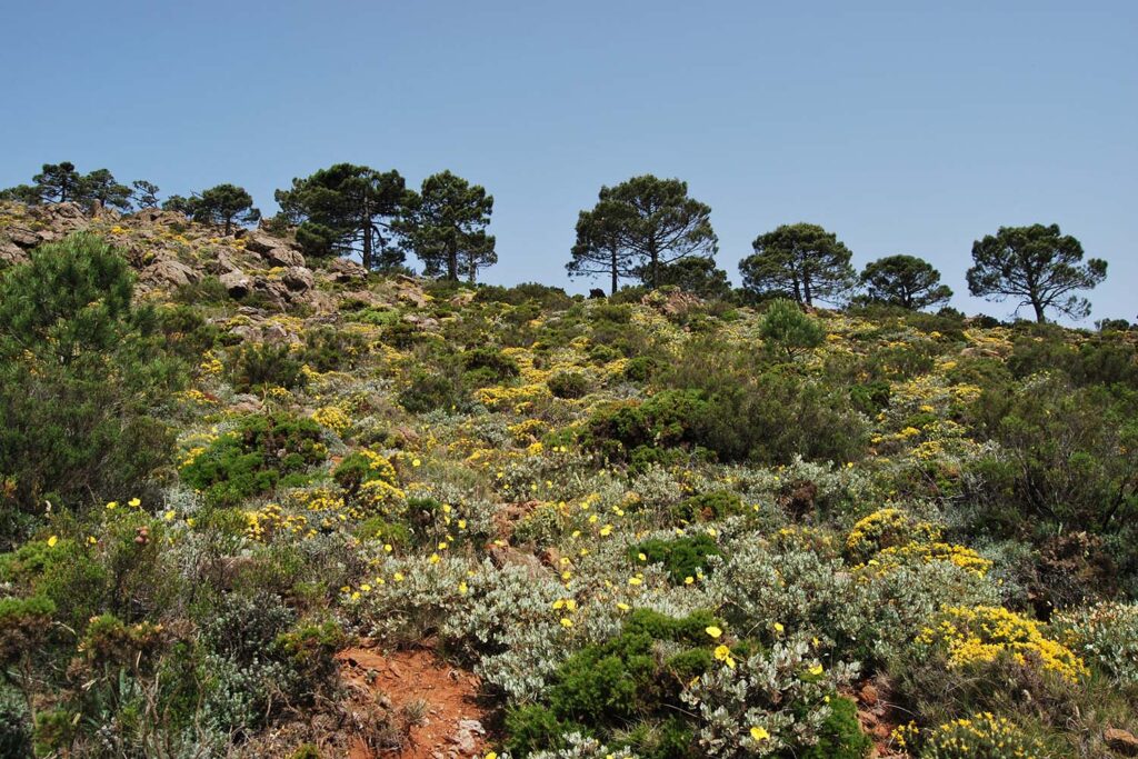 Matorral edafoxerófilo serpentinícola (Autor: Andrés V. Pérez Latorre)