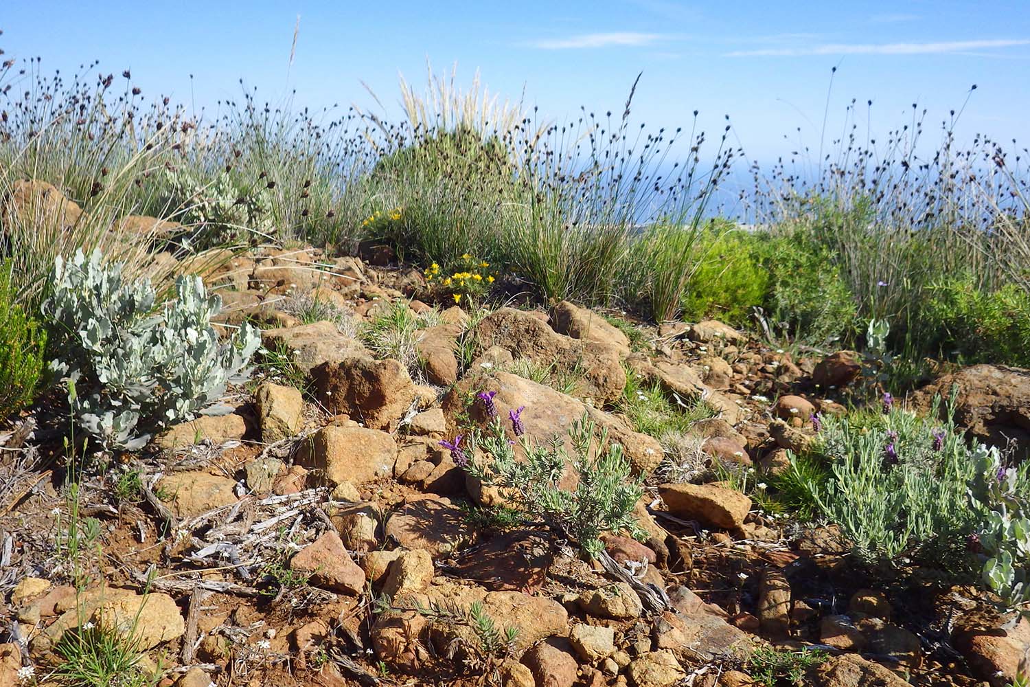 (Autor: José Gómez Zotano) (Autor: José Gómez Zotano)