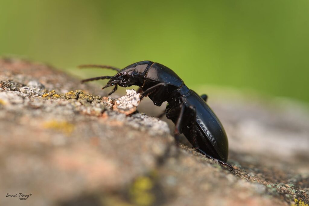 Percus politus (Autor: Ismael Pérez)