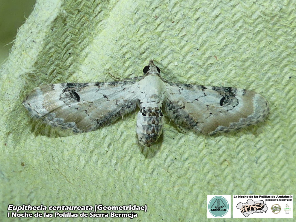 I Noche de las Polilas de Sierra Bermeja (Grunsber, SAE, ConoceNatura)