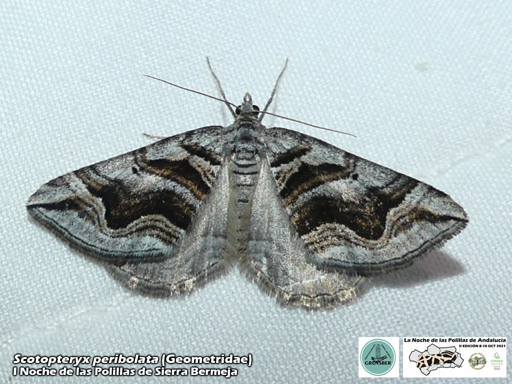 I Noche de las Polilas de Sierra Bermeja (Grunsber, SAE, ConoceNatura)