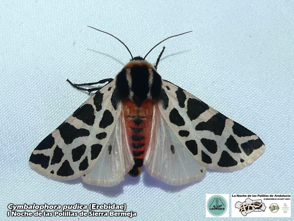 I Noche de las Polilas de Sierra Bermeja (Grunsber, SAE, ConoceNatura)