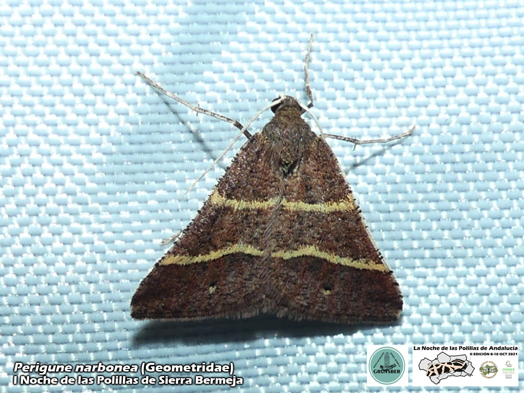 I Noche de las Polilas de Sierra Bermeja (Grunsber, SAE, ConoceNatura)