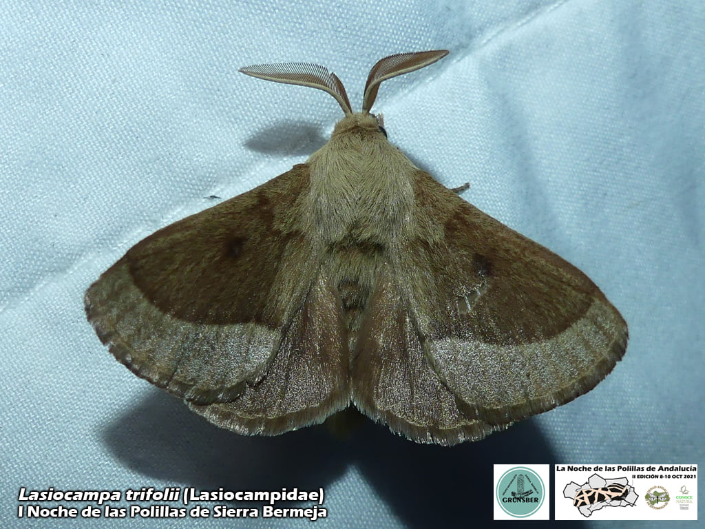 I Noche de las Polilas de Sierra Bermeja (Grunsber, SAE, ConoceNatura)