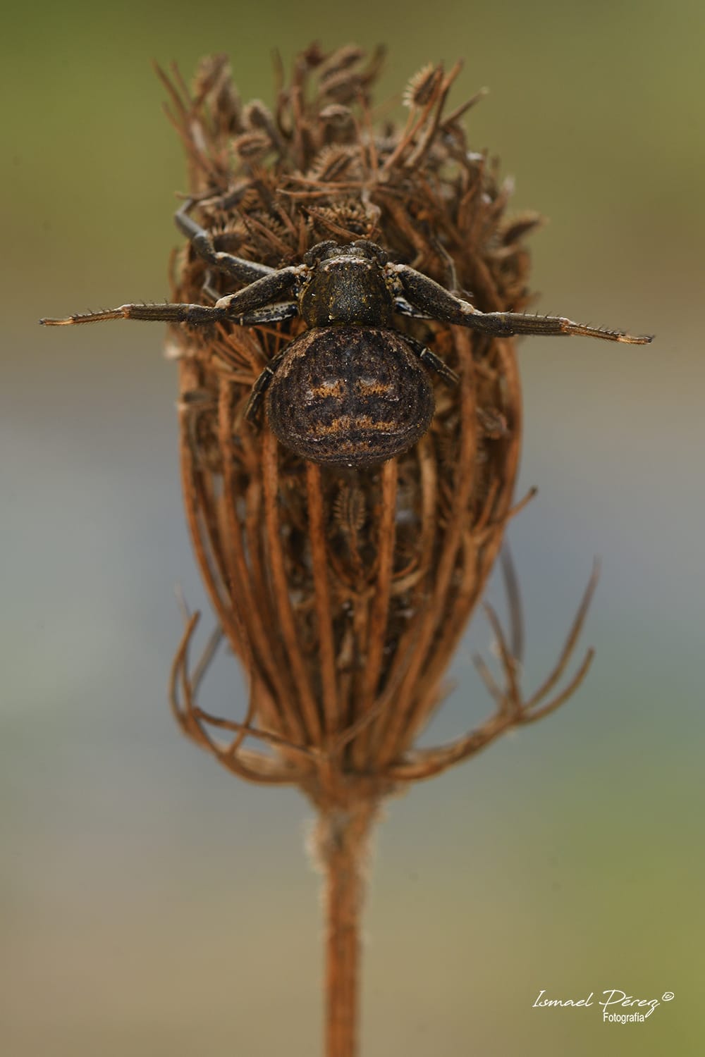 Bassaniodes bufo (Autor: Ismael Pérez, Grunsber)