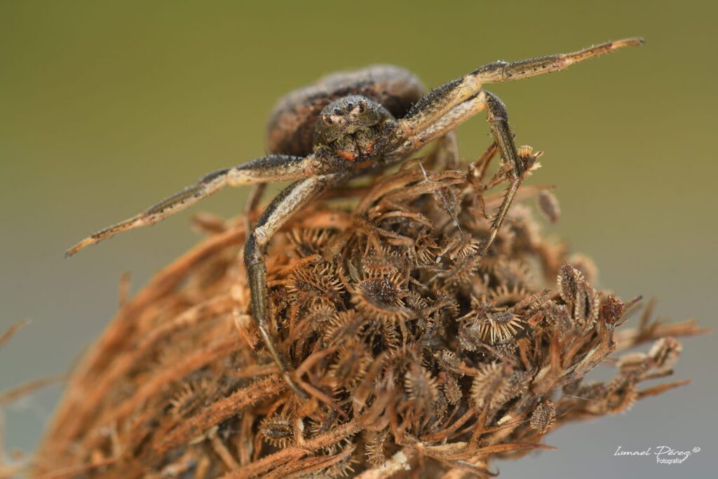 Bassaniodes bufo (Autor: Ismael Pérez, Grunsber)