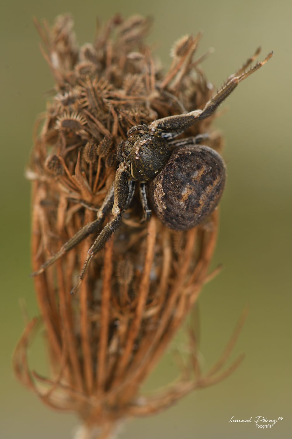 Bassaniodes bufo (Autor: Ismael Pérez, Grunsber)