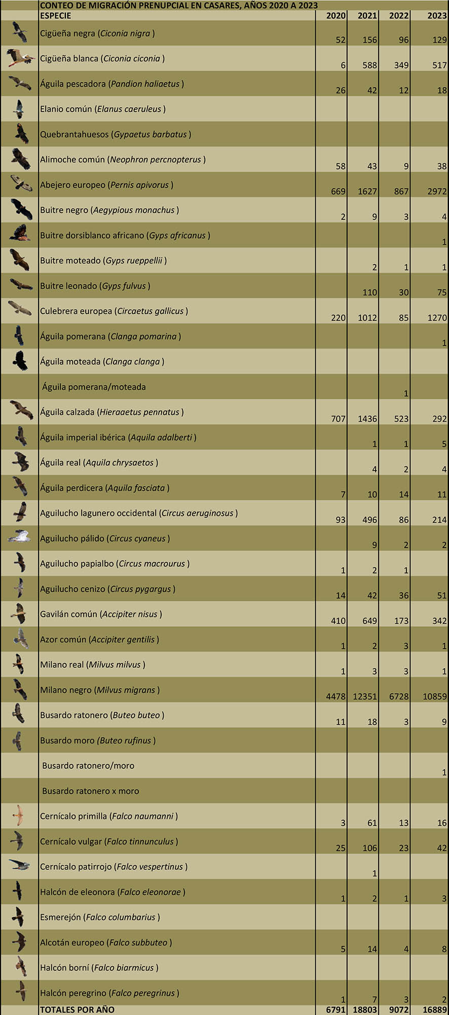 Censo de migración de rapaces prenupcial desde Casares, 2020-2023 (Autor: Andrés Rojas Sánchez, Grunsber)