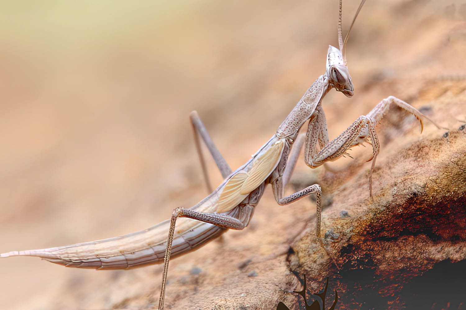 Parameles acuta (Portada del boletín El Corzo de la Sociedad Gaditana de Historia Natural, vol. 11)