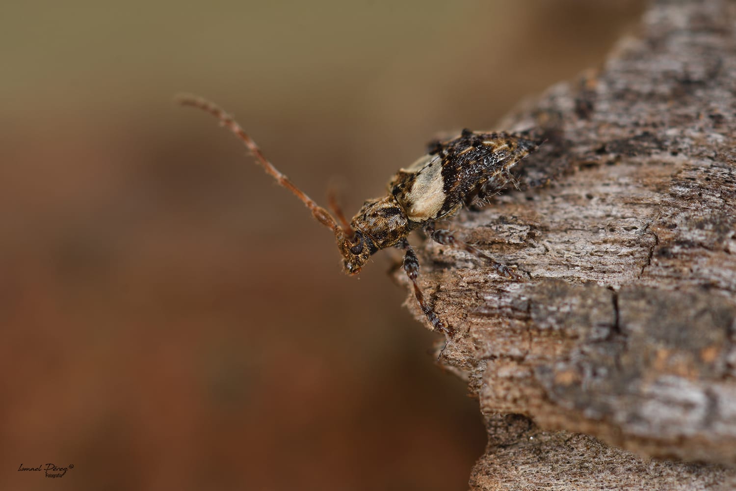 Pogonocherus pepa (Autor: Ismael Pérez, Grunsber)