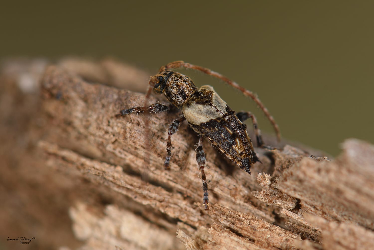 Pogonocherus pepa (Autor: Ismael Pérez, Grunsber)
