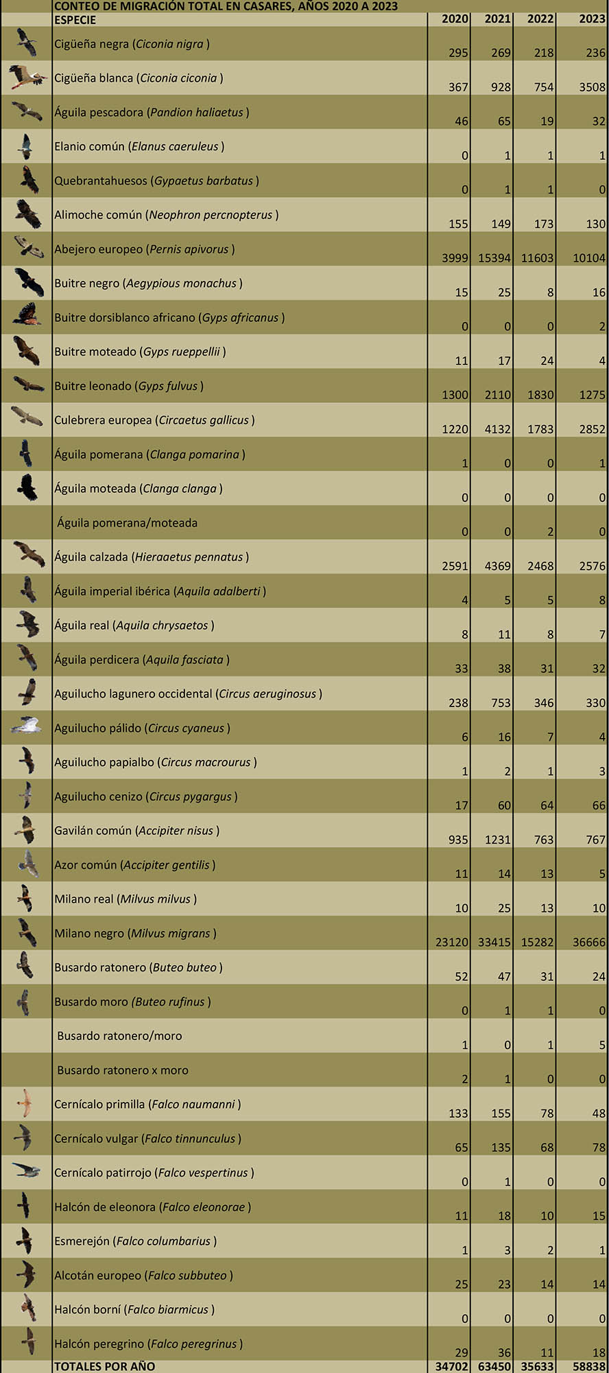 Censo de migración de rapaces desde Casares, 2020-2023 (Autor: Andrés Rojas Sánchez, Grunsber)