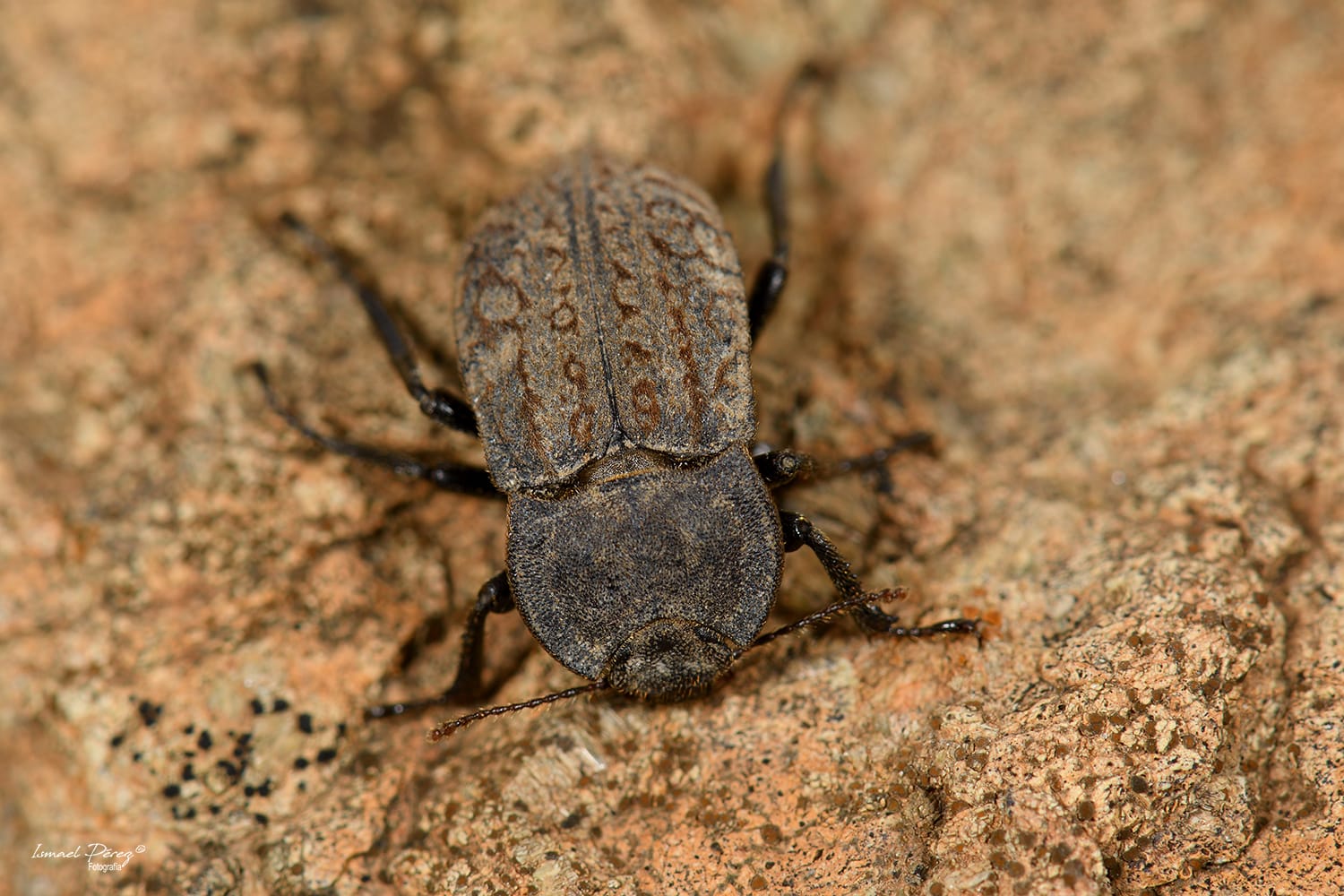 Cita del coleóptero Asida inquinata inquinata en Sierra Bermeja (Autor: Ismael Pérez, Grunsber)