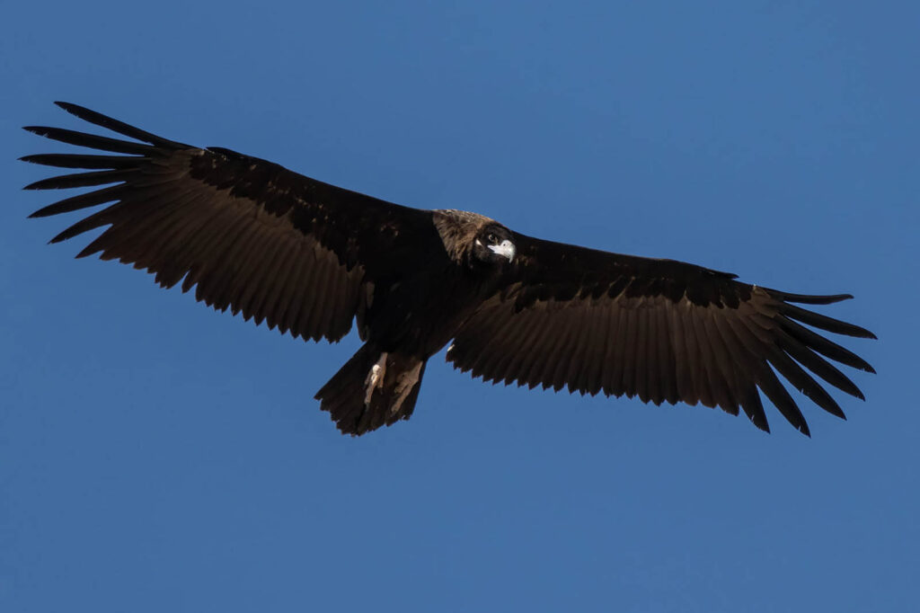 Buitre negro (Andrés Rojas, Grunsber)