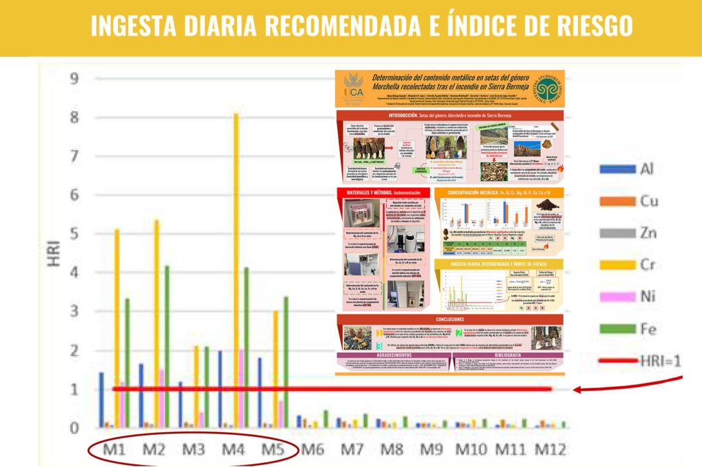 Las colmenillas recolectadas en Sierra Bermeja son tóxicas