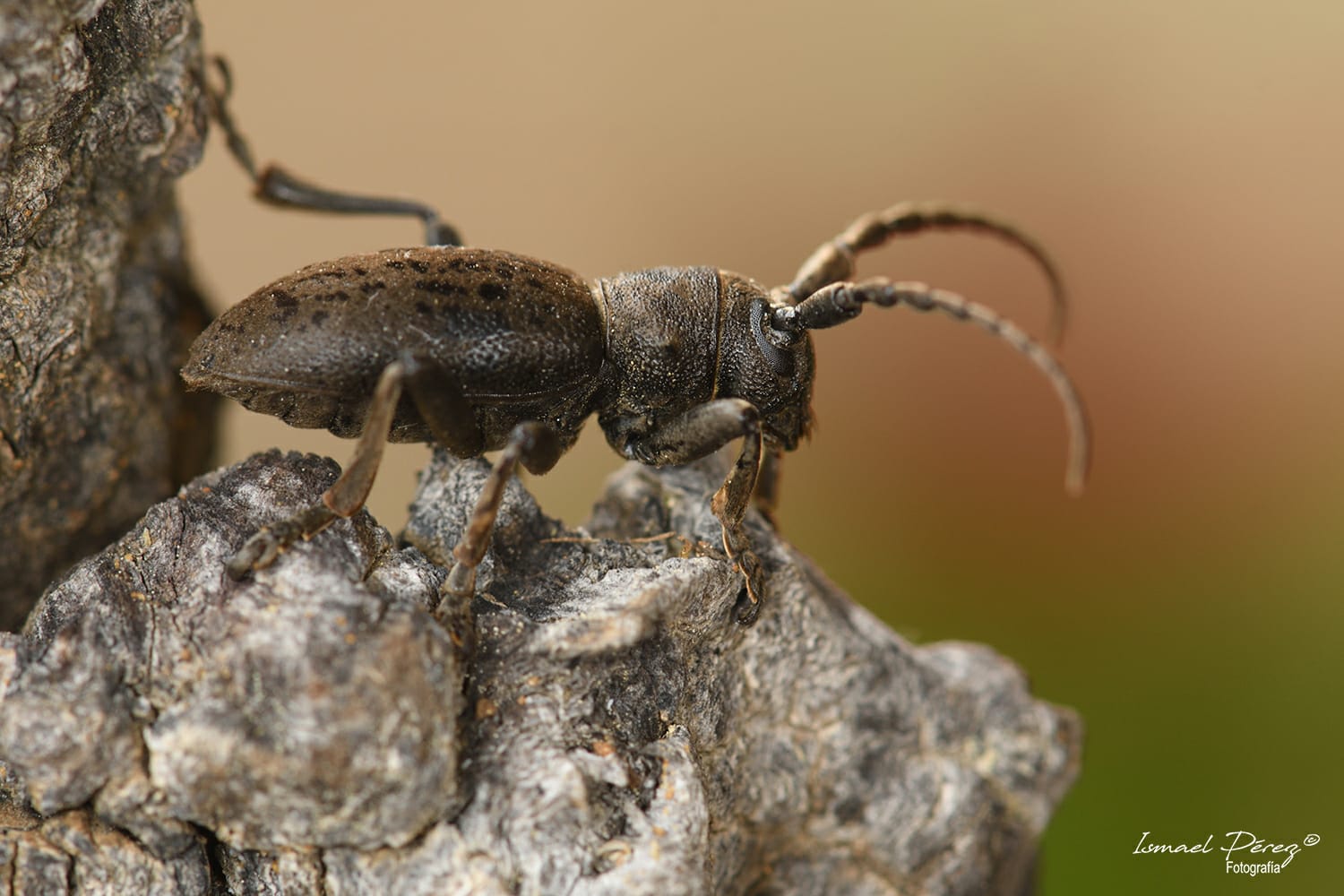 Iberodorcadion (Baeticodorcadion) chiqui (Autor: Ismael Pérez, Grunsber)