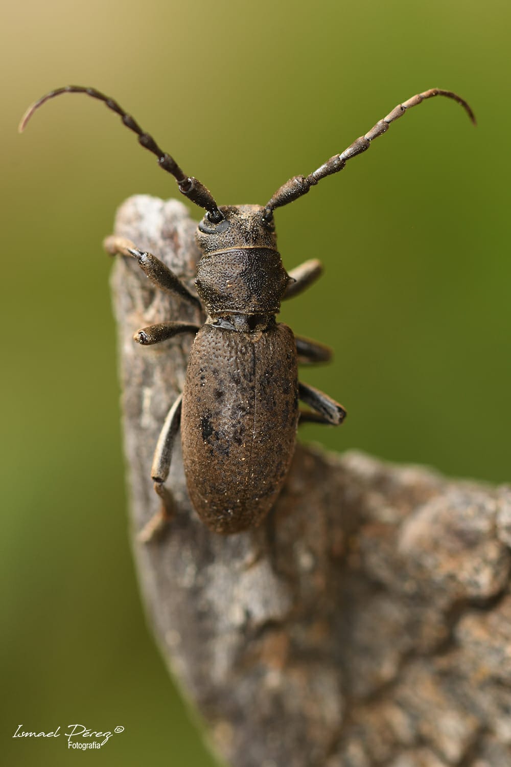 Iberodorcadion (Baeticodorcadion) chiqui (Autor: Ismael Pérez, Grunsber)