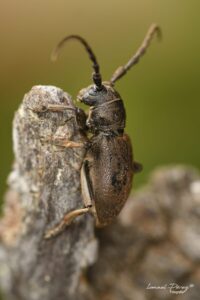 Iberodorcadion (Baeticodorcadion) chiqui (Autor: Ismael Pérez, Grunsber)