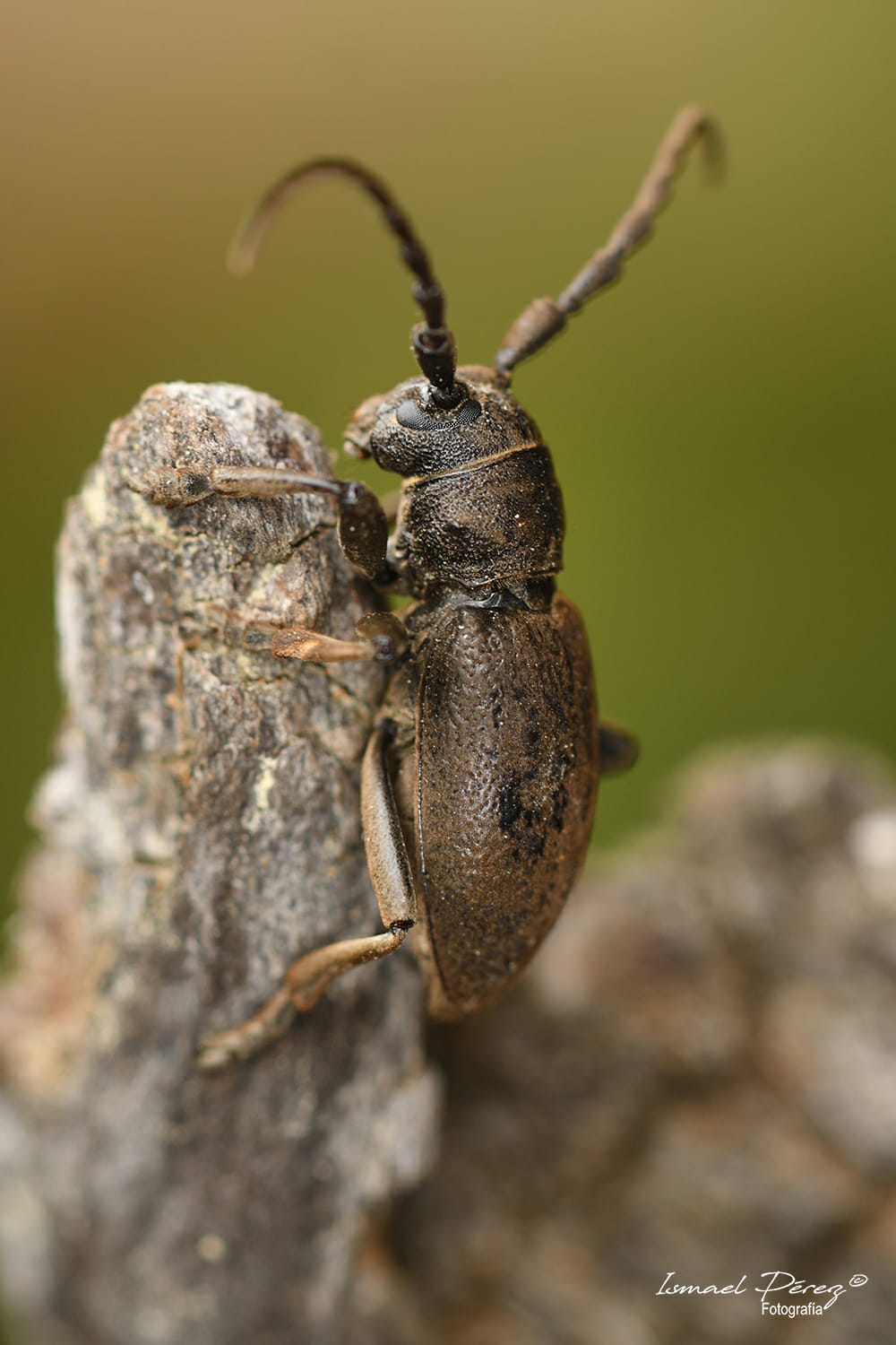 Iberodorcadion (Baeticodorcadion) chiqui (Autor: Ismael Pérez, Grunsber)