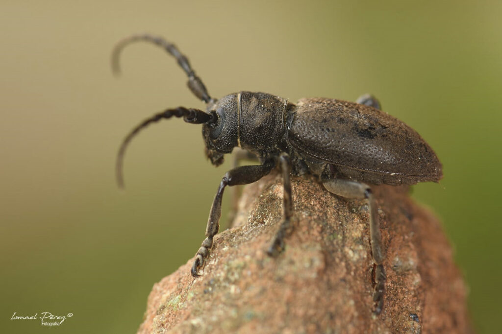 Iberodorcadion (Baeticodorcadion) chiqui (Autor: Ismael Pérez, Grunsber)