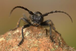 Iberodorcadion (Baeticodorcadion) chiqui (Autor: Ismael Pérez, Grunsber)