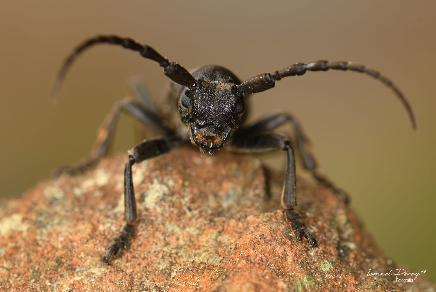 Iberodorcadion (Baeticodorcadion) chiqui (Autor: Ismael Pérez, Grunsber)