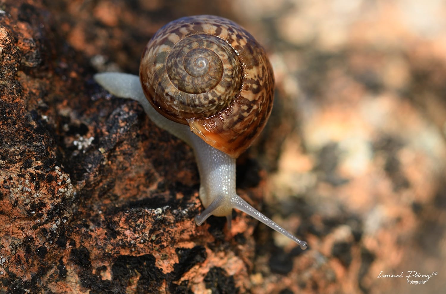 Iberus serpentinae (Autor: Ismael Pérez, Grunsber)