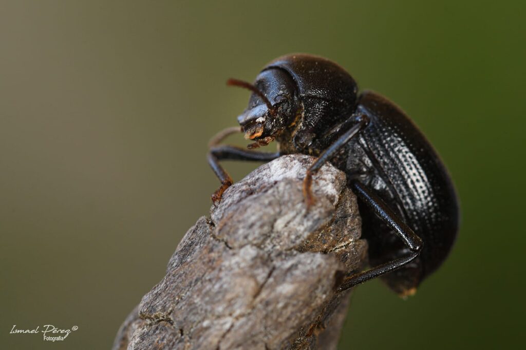 Misolampus subglaber (Autor: Ismael Pérez, Grunsber)