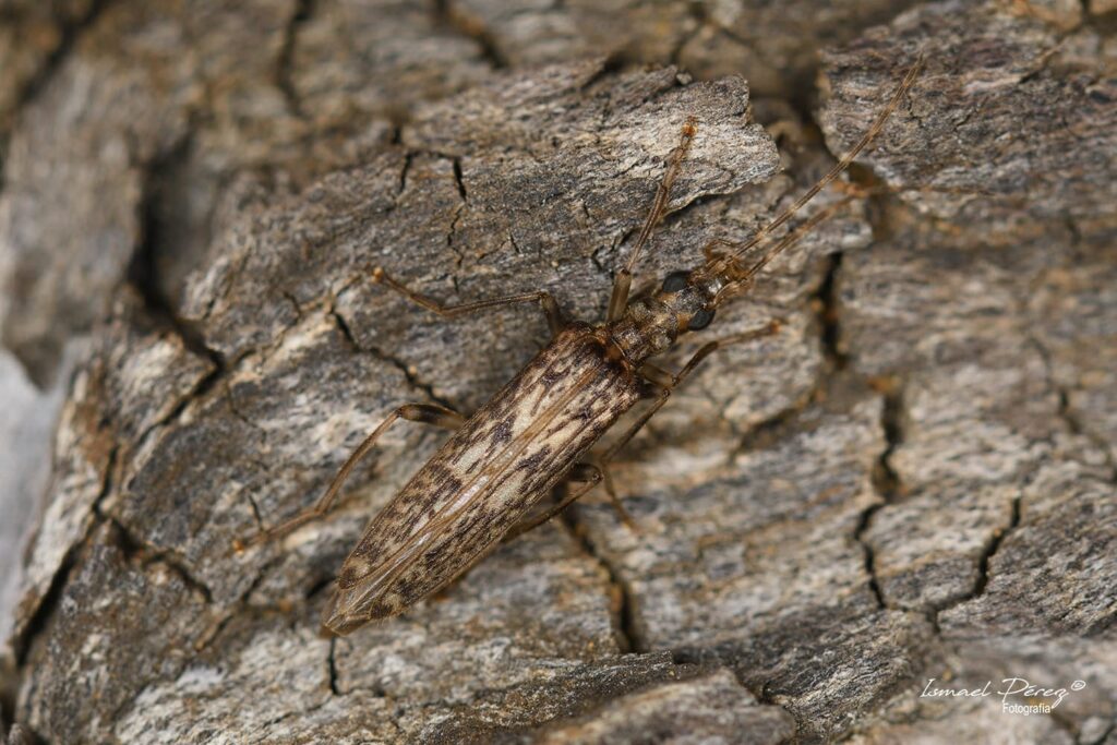 Oedemera (Oncomera) marmorata (Autor: Ismael Pérez, Grunsber)