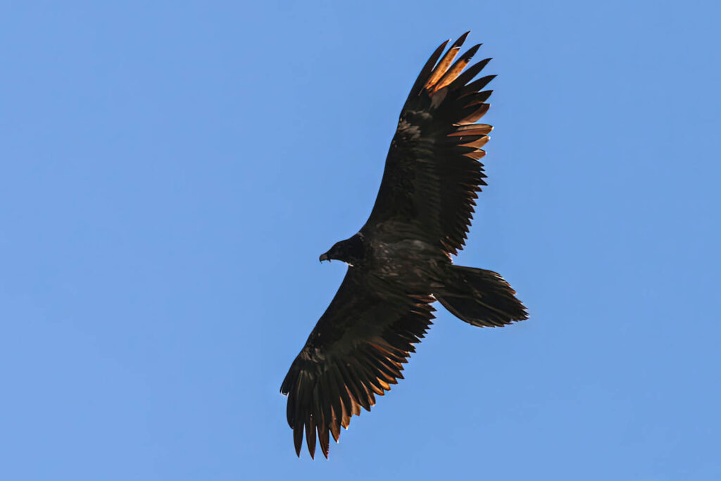 Quebrantahuesos sobrevolando los cielos casareños (Autor: Andrés Rojas Sánchez)