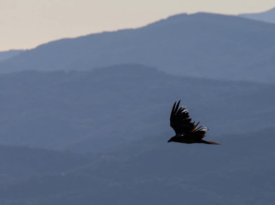 Quebrantahuesos sobrevolando los cielos casareños (Autor: Andrés Rojas Sánchez)