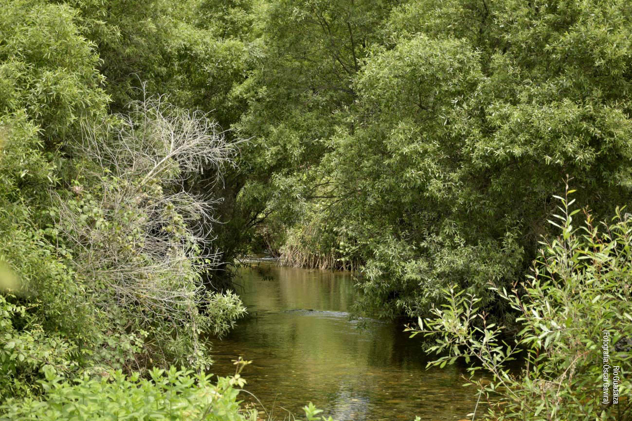 Sauceda en el río Guadaiza (Autor: Óscar Gavira)