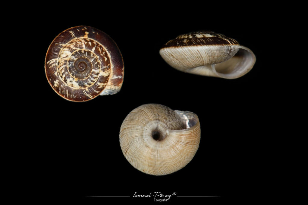 Xerocrassa lacipensis n. sp. (Autor: Ismael Pérez, Grunsber)
