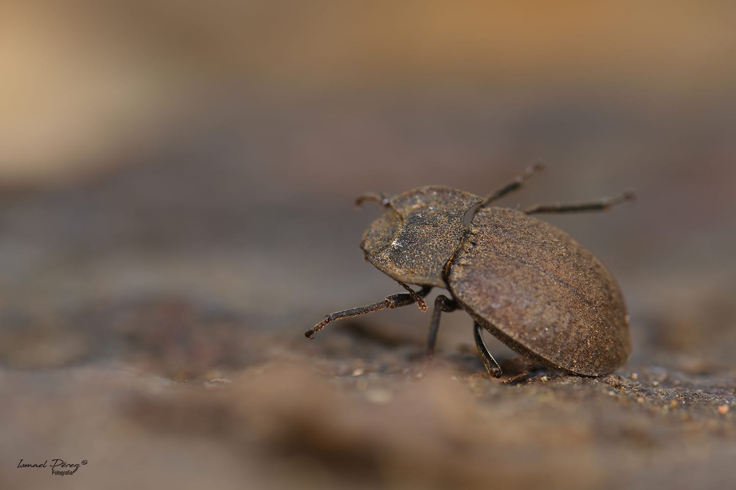 Asida marginicollis amplicollis Escalera 1921 (Autor: Ismael Pérez, Grunsber)