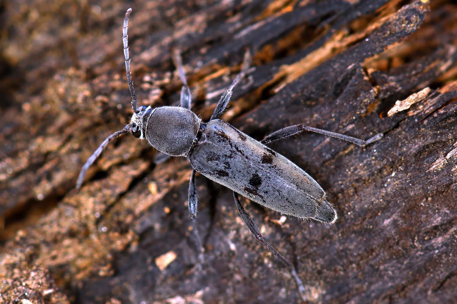 Chlorophorus glabromaculatus (Goeze, 1777) (Fotografía: Ismael Pérez)