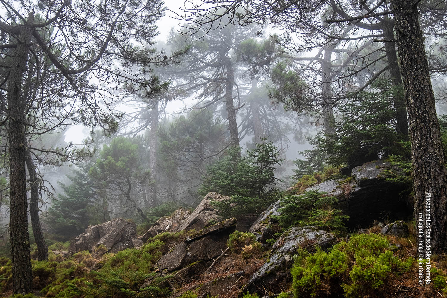 Los Reales de Sierra Bermeja (Fotografía: Rafael Galán García)