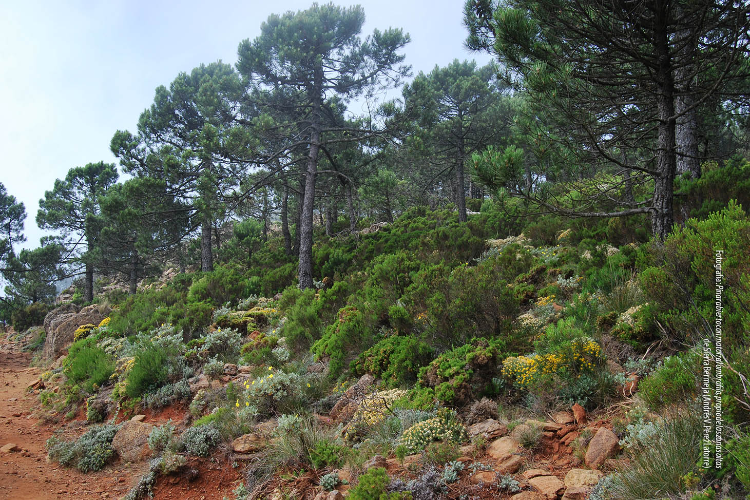 Pinar abierto y matorral ombrófilo en Sierra Bermeja (Autor: Andrés V. Pérez Latorre)