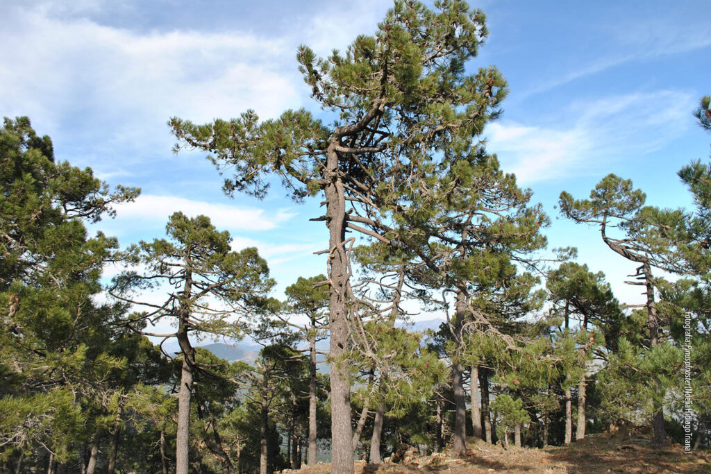Pino resinero. Pinus pinaster (Autora: Noelia Hidalgo Triana)