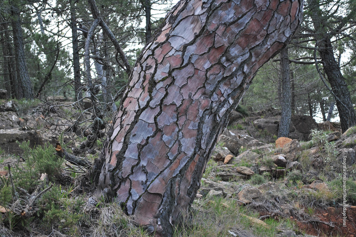 Pino resinero. Pinus pinaster (Autora: Noelia Hidalgo Triana)