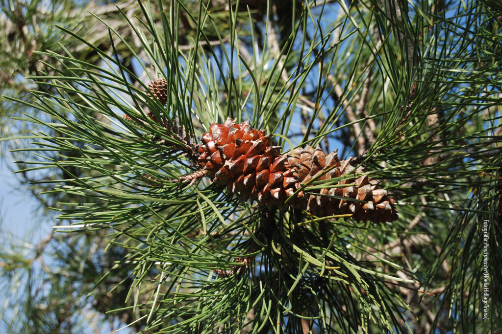 Piña de Pino resinero. Pinus pinaster (Autora: Noelia Hidalgo Triana)