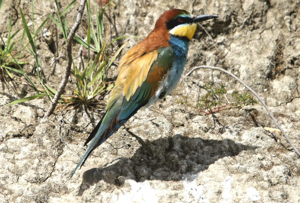 Abejarucos (Autor: Pablo Aragón Macías)
