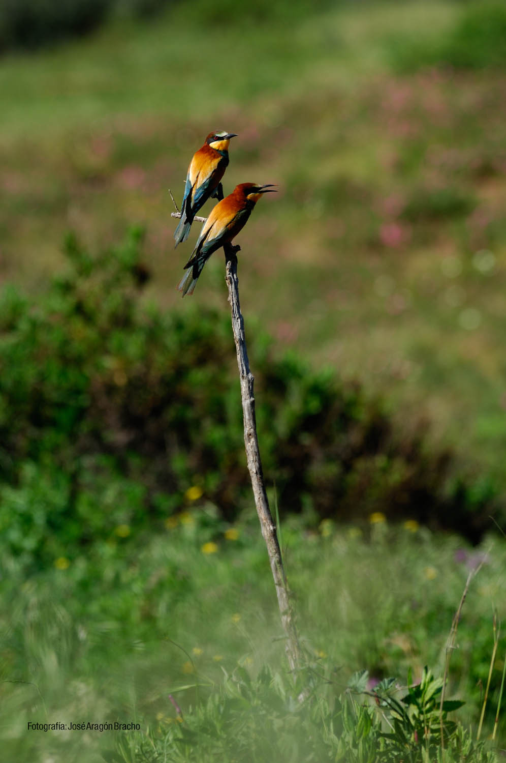 Abejarucos (Autor: José Aragón Bracho)