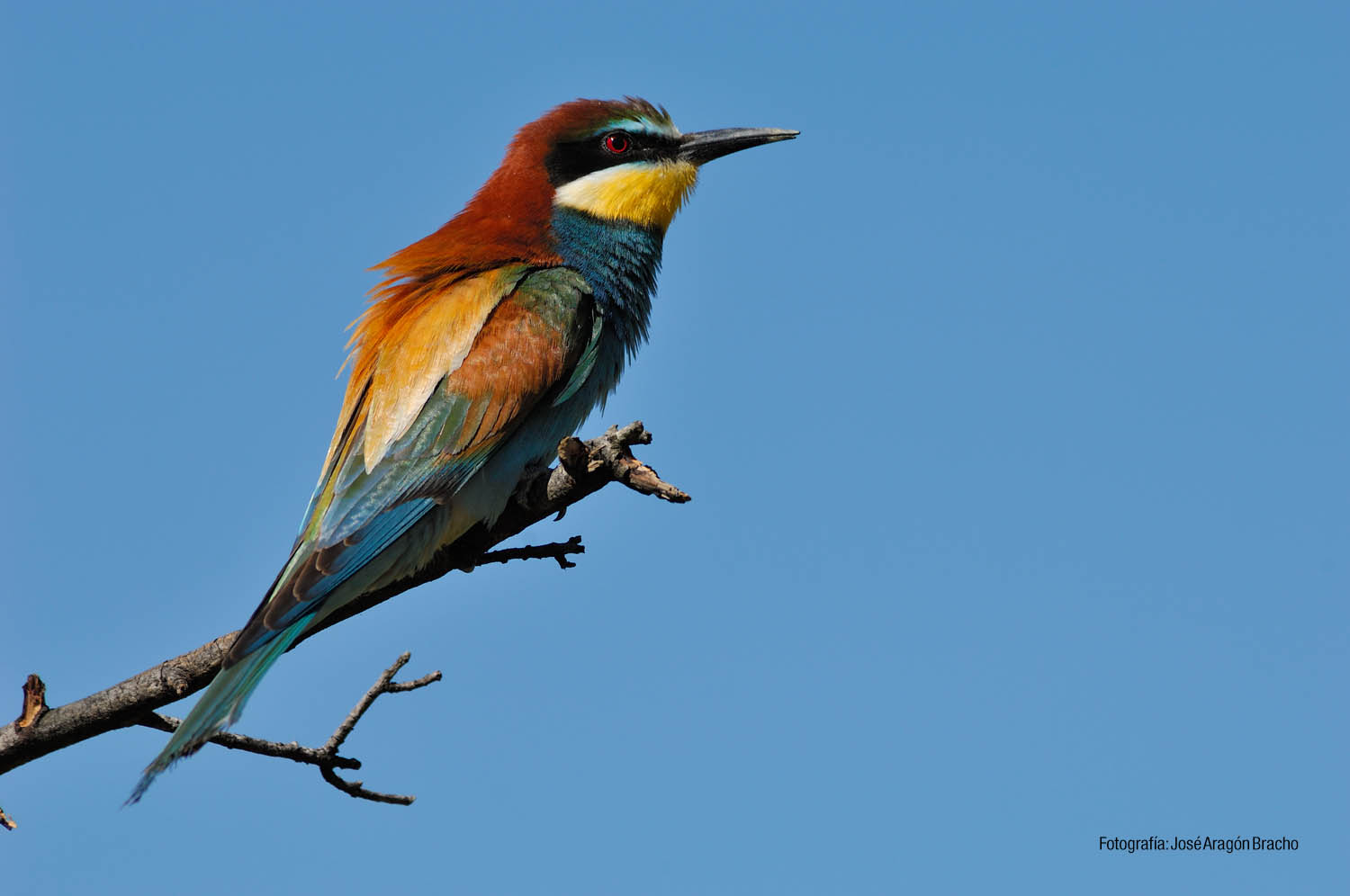 Abejaruco (Autor: José Aragón Bracho)