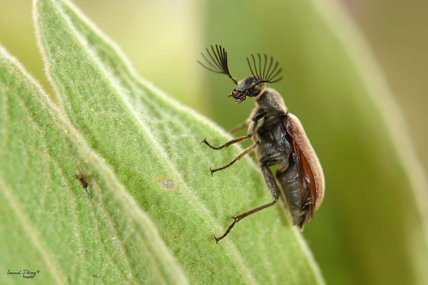 Ptilophorus dufouri ( Latreille, 1817) (Fotografía: Ismael Pérez, Grunsber)