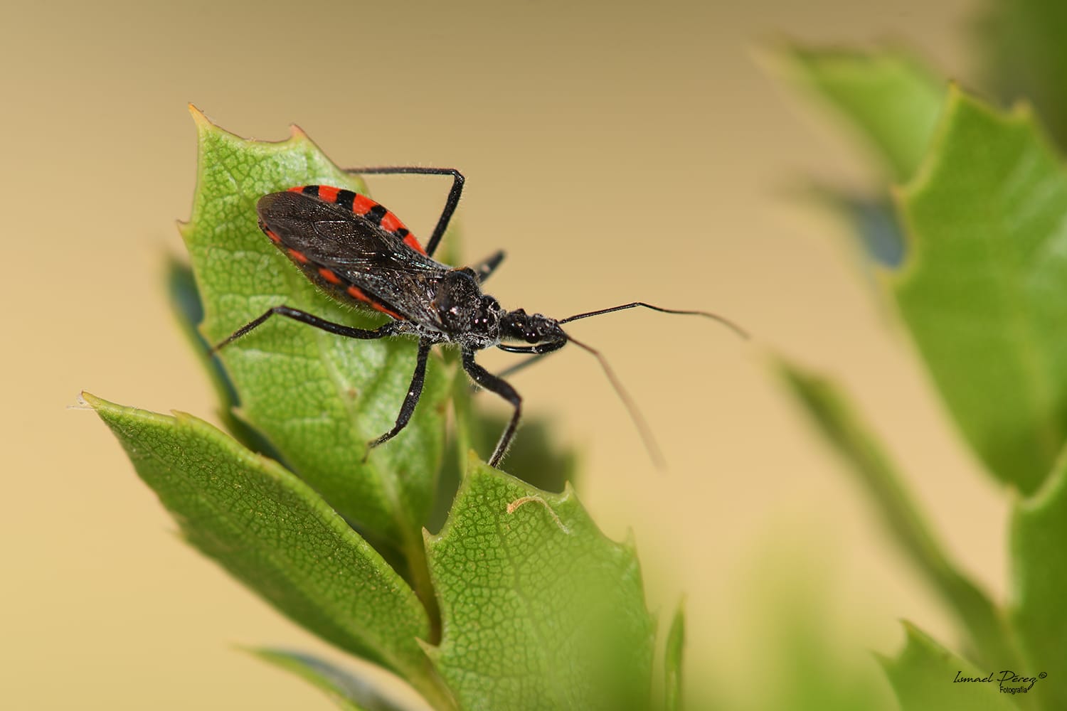 Sphedanolestes sanguineus (Fabricius, 1794) (Autor: Ismael Pérez, Grunsber)