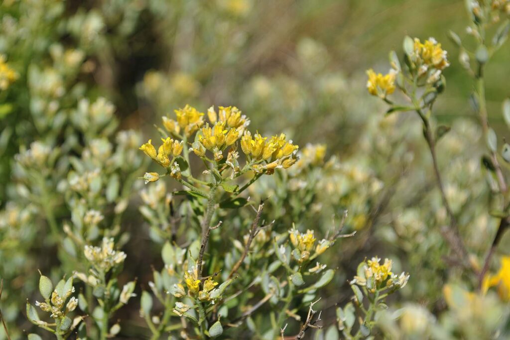 Alyssum serpyllifolium subsp. malacitanum (Autora: Noelia Hidalgo Triana)