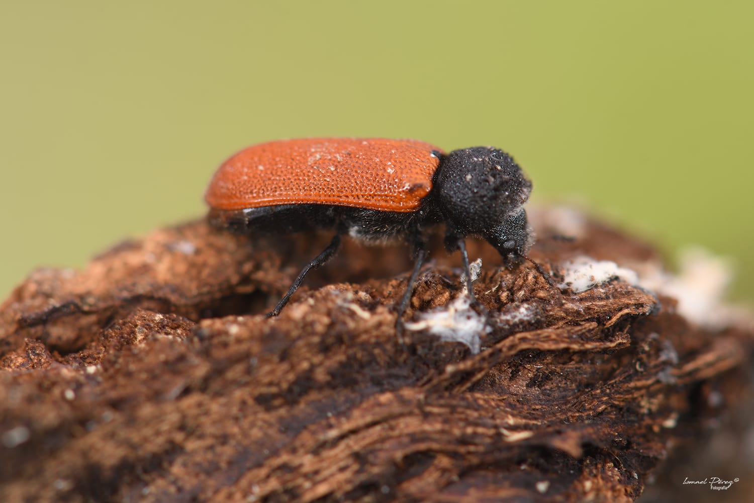 Escolítido sobre corteza de alcornoque, Bostrichus capucinus (Linnaeus, 1758), localizado en la orla de contacto con Sierra Bermeja