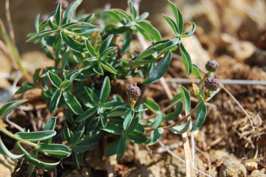 Euphorbia flavicoma subsp. bermejense (Autora: Noelia Hidalgo Triana)