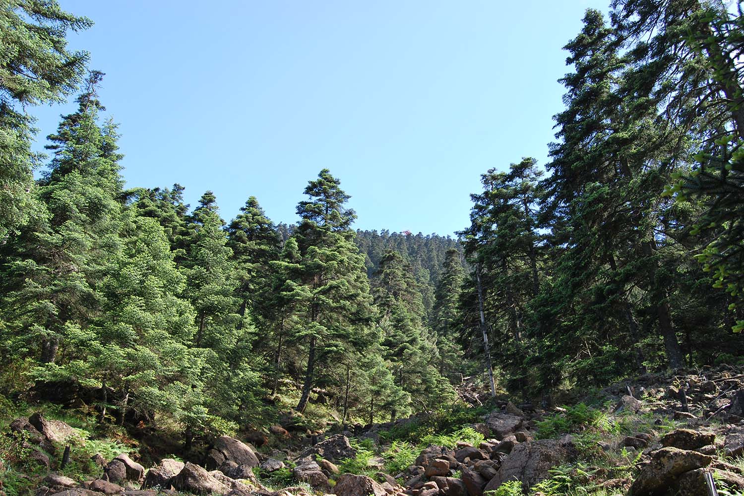 Bosque de Abies  pinsapo Clemente ex Boiss en Sierra Bermeja