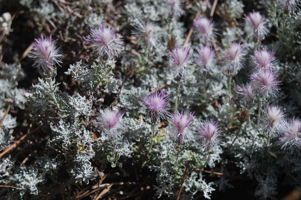 Staehelina baetica (Autora: Noelia Hidalgo Triana)